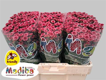 Chrysanthemum Santini Mad Tyolo Cherry