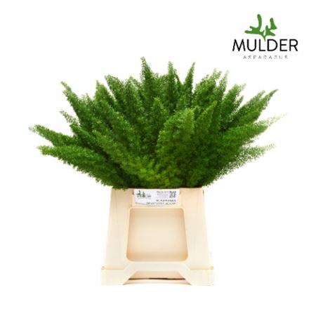 GR Asparagus Myers