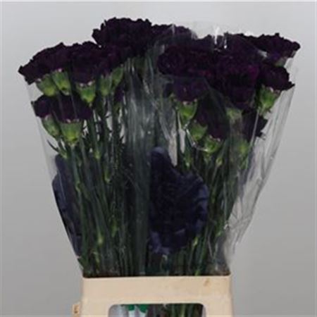 FeedSync:wholesale:2bf4dc423f3a72298ad7dd131c17cca942f83835