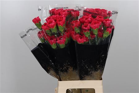 Carnation Standard Mandalay