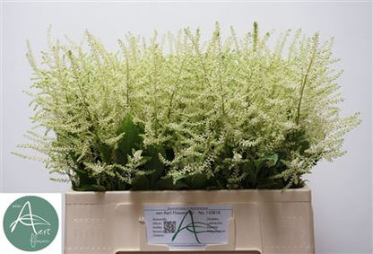 Astilbe Washington (20 Stems)