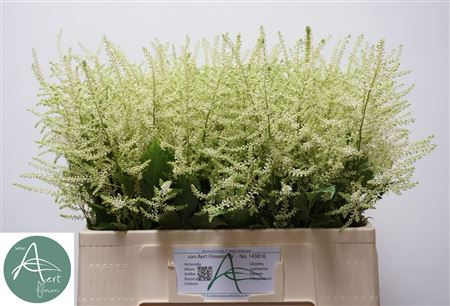 FeedSync:wholesale:ef0093229eafd79d2141eb818d414b0a82bae49a