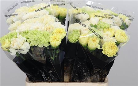 Standard Carnation - Dianthus - Overig