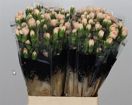 FeedSync:wholesale:daf4bb0251ac83ac59bfff4dbdaaa422a0e66ab3