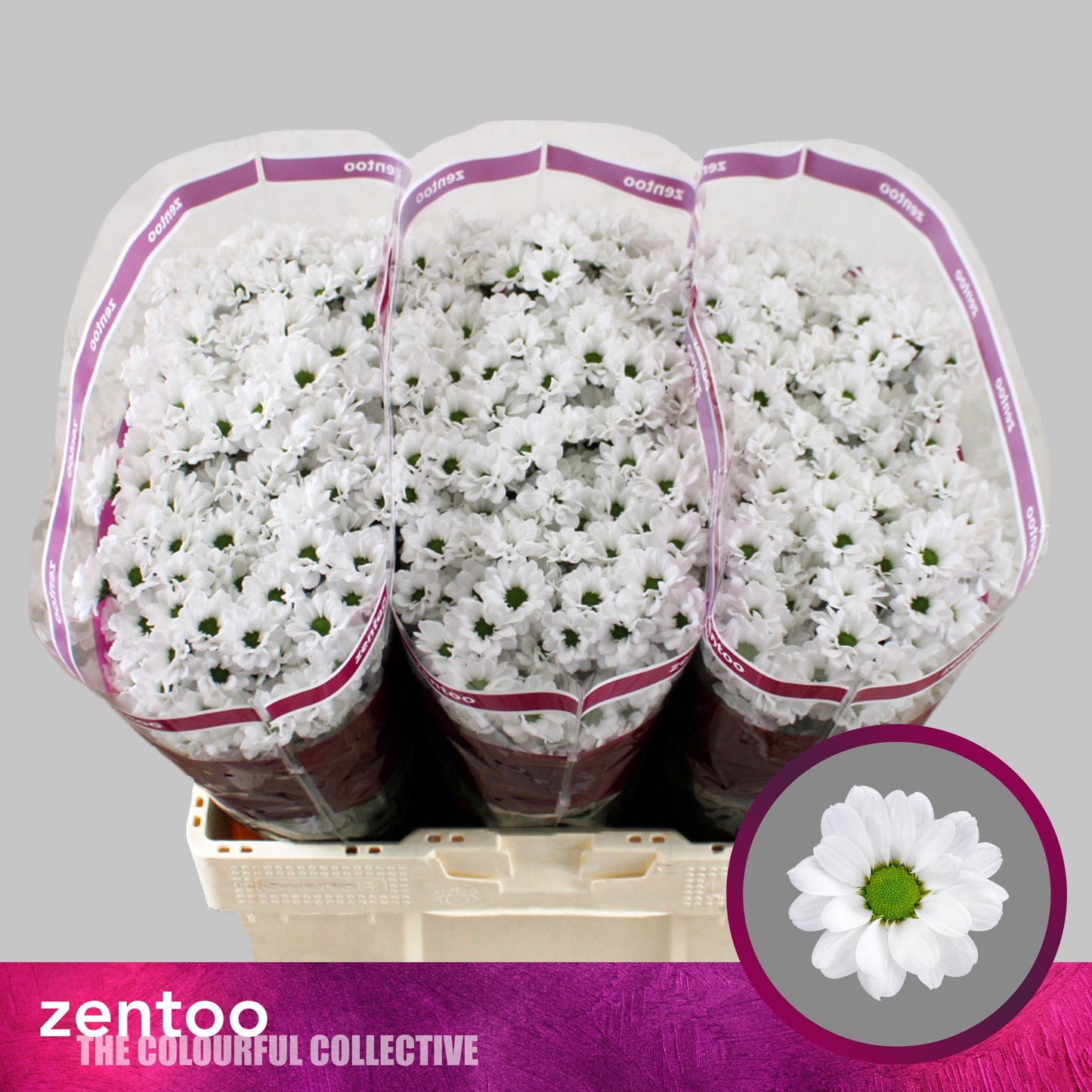 Santini Chrysanthemum - Chrysanthemum - Deklassie