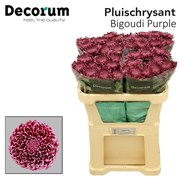 Disbudded Chrysanthemum - Chrysanthemum - Creabigoudi Purple