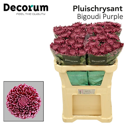 Disbudded Chrysanthemum - Chrysanthemum - Creabigoudi Purple