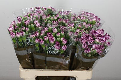 Spray Carnation - Dianthus - Spectro