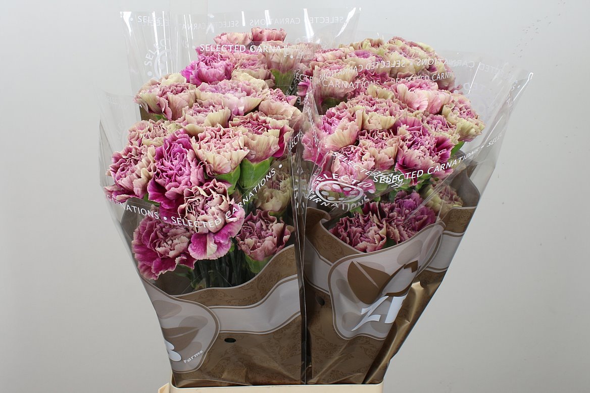 Carnation Standard Antiqua