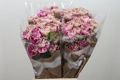 Carnation Standard Antiqua