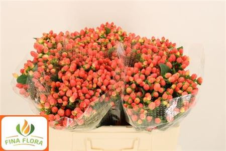 Hypericum - Hypericum - Orange