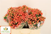 Hypericum - Hypericum - Orange