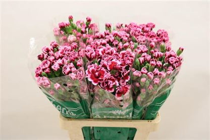 Spray Carnation - Dianthus - Trendy Tessino