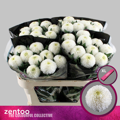 FeedSync:wholesale:5b7e816510e616e4d4ab6cc0ab46b77ff2b3dd01