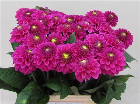 Purple Fox Dahlia Flowers – 60cm Stems