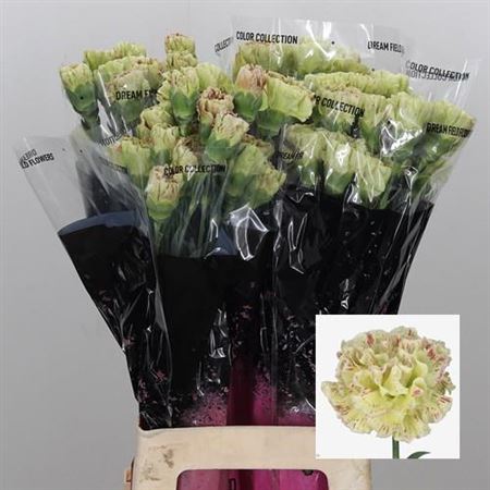 Carnation Standard Cover