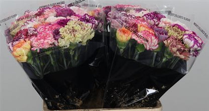 Carnation Standard Mix Striped