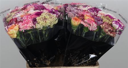 FeedSync:wholesale:8c44feed224fe4db8c1a142af43b697254cc6e0f