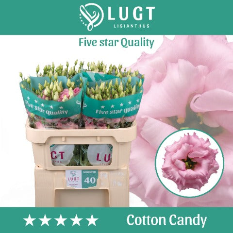Eustoma Cotton Candy