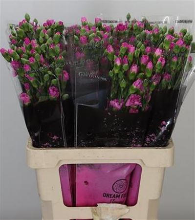FeedSync:wholesale:1ed383dee76788c976dd3f6ce52b57616939f648