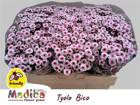 Santini Chrysanthemum - Chrysanthemum - Dektyolo Bico
