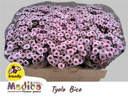 Santini Chrysanthemum - Chrysanthemum - Dektyolo Bico