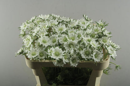 FeedSync:wholesale:e781140adf4ee36566f598c642379edafbeb5c83