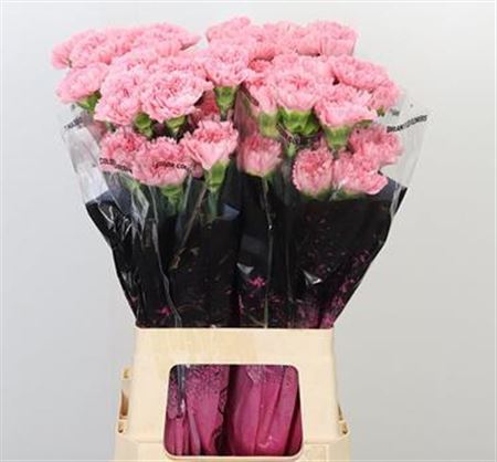 FeedSync:wholesale:4d09fa1a3735d8fb065e066c7b3c3a5e49fb107a