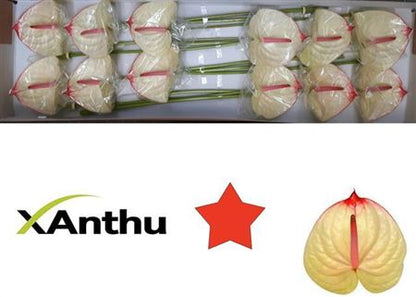 FeedSync:wholesale:bd269ce0d6f7eea954ed8aa357ca3846574cd5f8