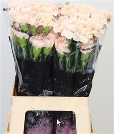 FeedSync:wholesale:ef2ca8de8b2bdd566670226bb61e9d498d96a777