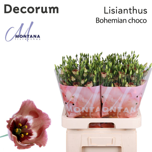 Bohemian Chocolate Lisianthus – 70cm Stems