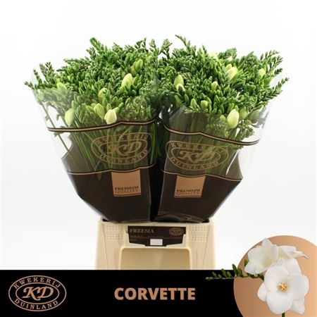 Freesia - Freesia - Corvette