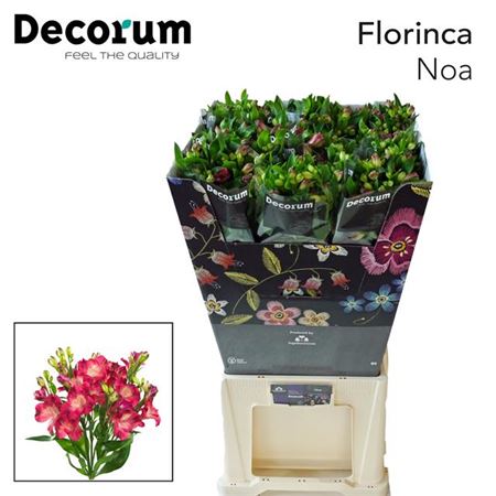 Red Alstroemeria ‘Tessenoa’ Cut Flowers – 75cm
