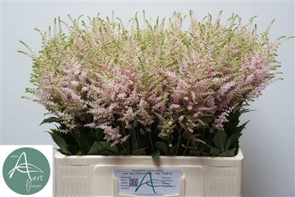 Pink Astilbe ‘Europa’ – 60cm Stems