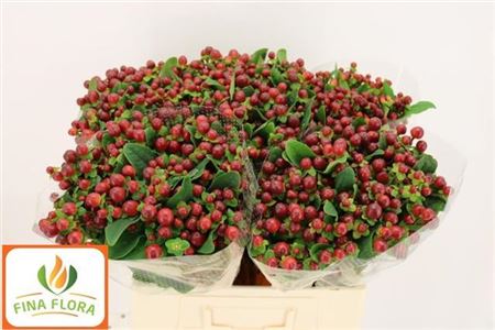 Hypericum - Hypericum inodorum - Kolmsea