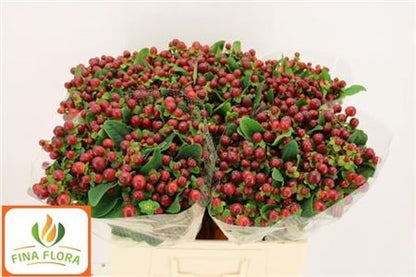 Hypericum - Hypericum inodorum - Kolmsea