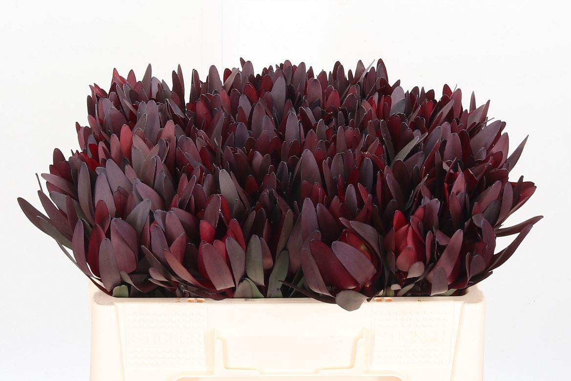 Leucadendron - Leucadendron - Safari Sunset
