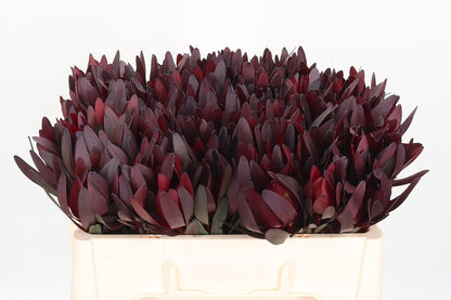 FeedSync:wholesale:40d42f95af66c21d440ff95fdf323869dd45a68f