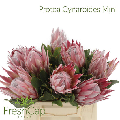 FeedSync:wholesale:3a092c39e42028df2de9ec788992a2879959cee3