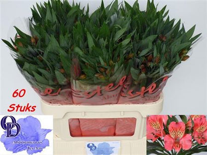 FeedSync:wholesale:9cc31a29b57a345fb9b98c324fc8722634240fd8