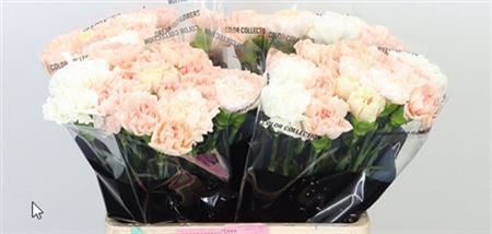Carnation Standard Mix Wedding