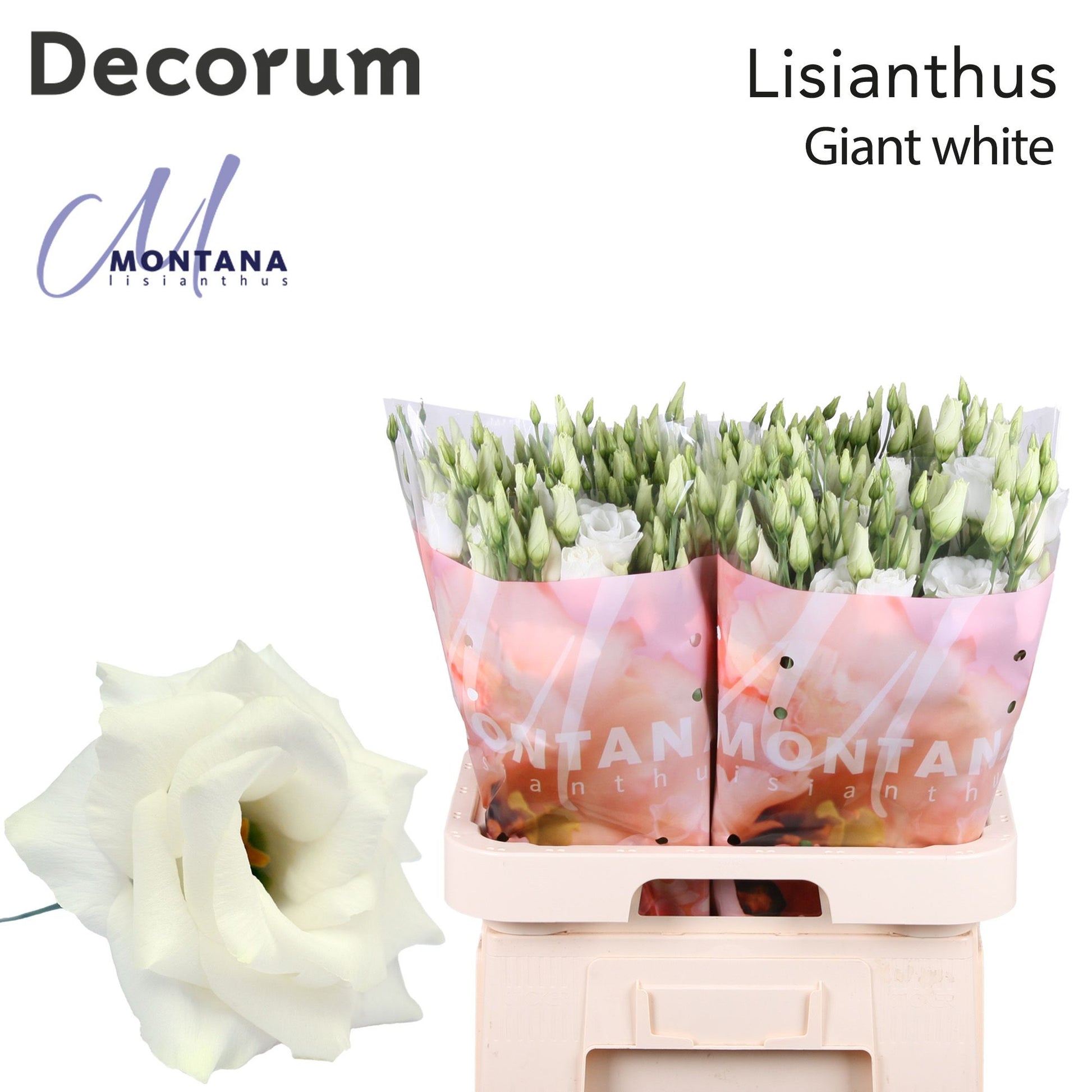 White Lisianthus ‘Arena Giant White’ – 70cm Stems