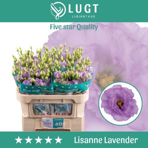 Eustoma Lisanne Lavender