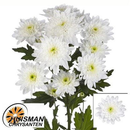 Chrysanthemum Spray Bonita