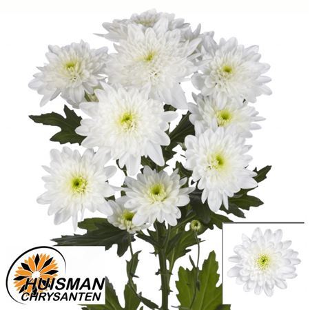 FeedSync:wholesale:aba8e6b80d25f7e2812202f3acf1fd81de3756ec