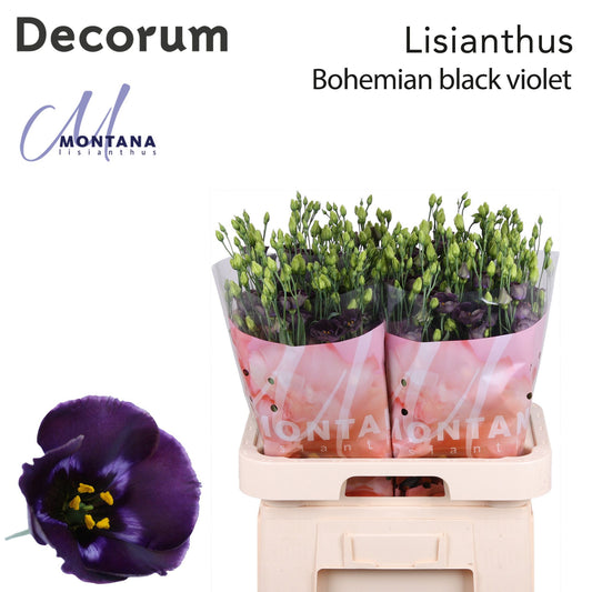 Eustoma - Eustoma russellianum - Bohemian Black Violet