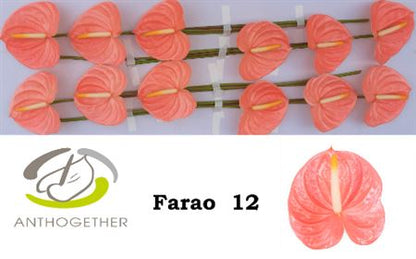 FeedSync:wholesale:52678a5dc65a718b95147f9f0f346e03c426a45e