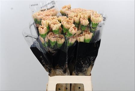 FeedSync:wholesale:b9eba50f3bdb468eee47b50f1fa61ad05c09a63d