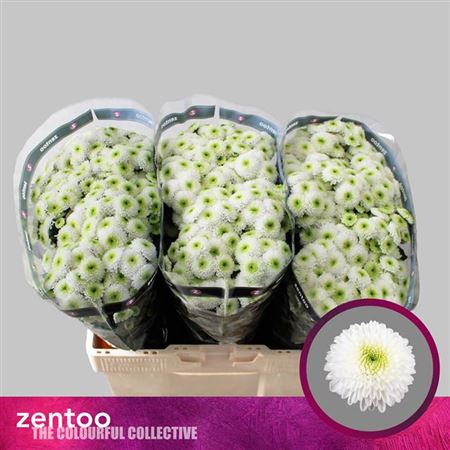 Santini Chrysanthemum - Chrysanthemum - Ferry