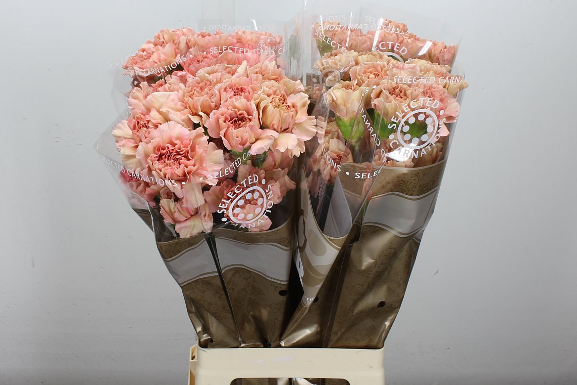 Carnation Standard Caramelllo